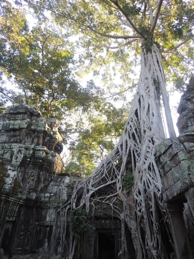 The Tomb Raider Tree at Ta Prohm Temple, Angkor, Siem Reap. Certain scenes from the first Tomb Raider movie were shot at this temple spot - you'll see why when you visit!
